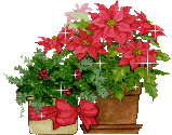 Poinsettia animation